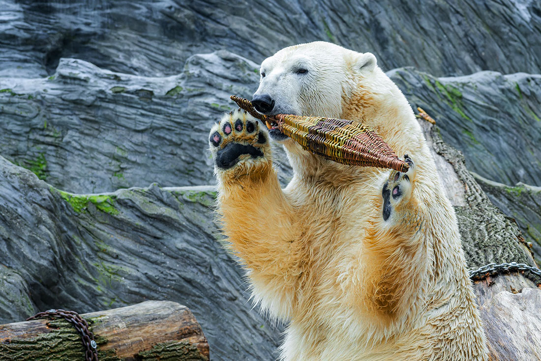 Фото: Petr Hamerník (Zoo Praha)