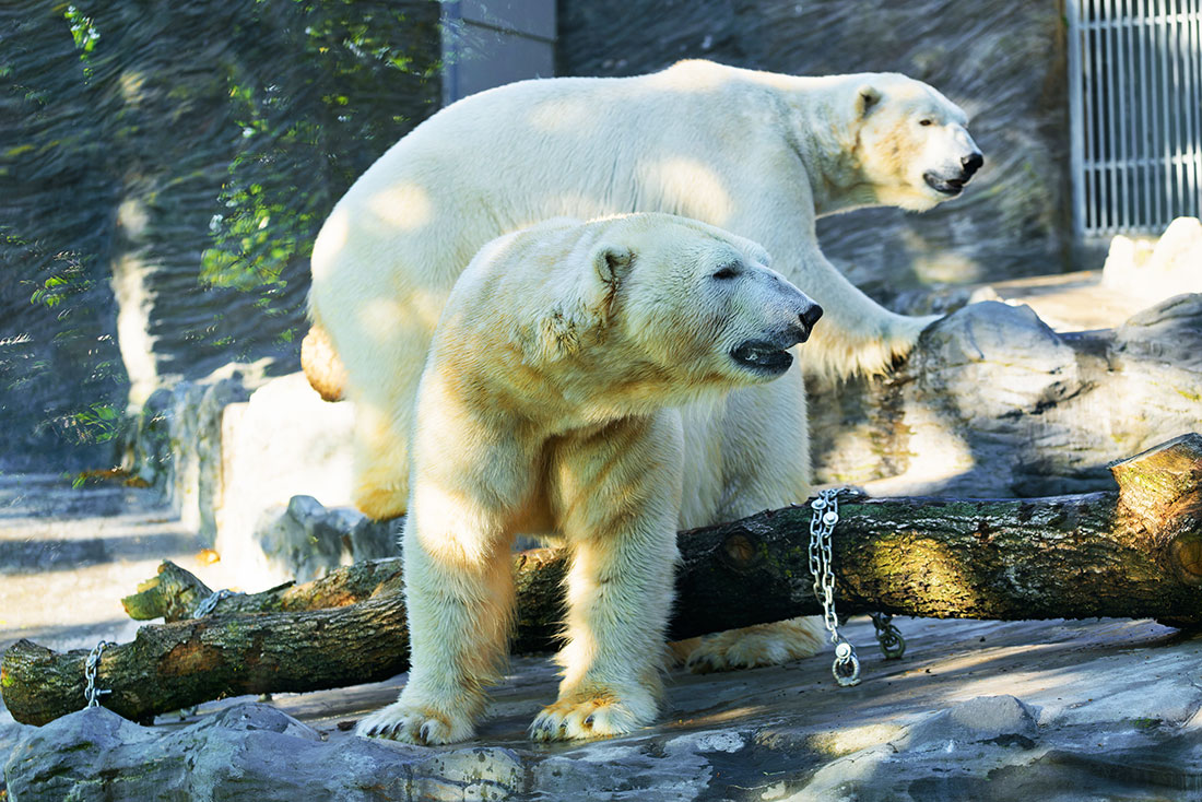 Фото: Petr Hamerník, Zoo Praha