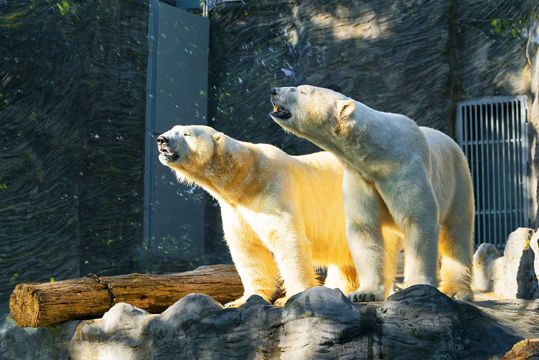 Фото: Petr Hamerník (Zoo Praha)