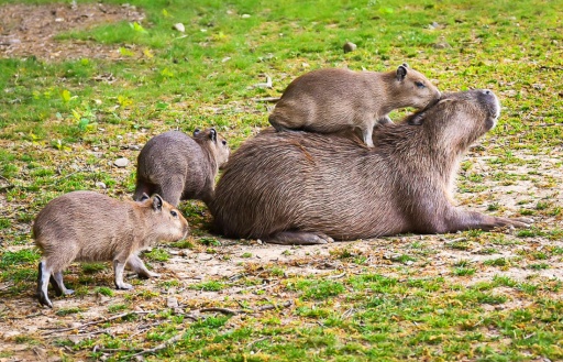В чешском зоопарке родились шесть детенышей капибары: милые фото