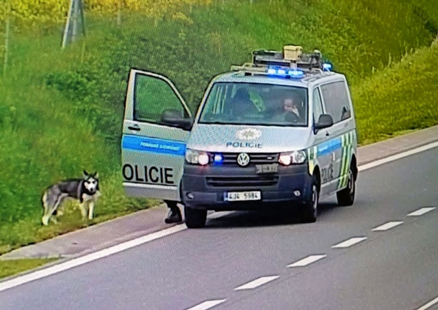 В Чехии полиция 1,5 часа гонялась за хаски