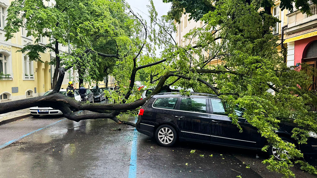 В Праге дерево упало на припаркованные авто