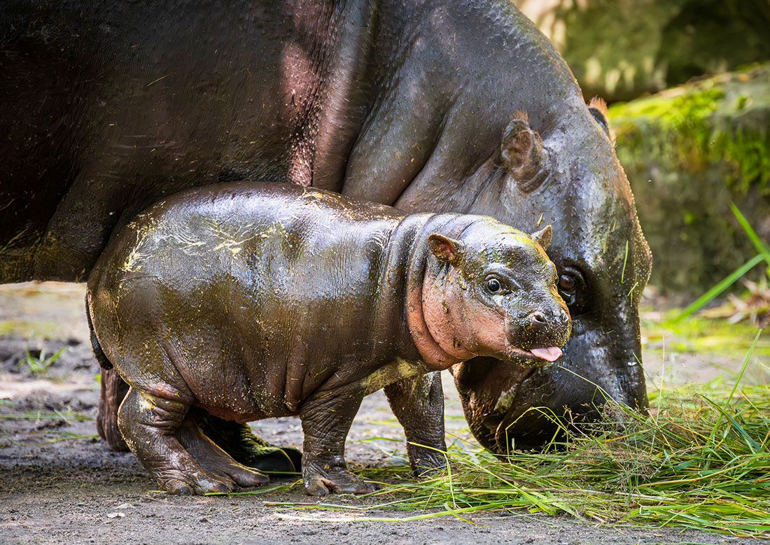 Фото: Helena Hubáčková (Safari Park Dvůr Králové)