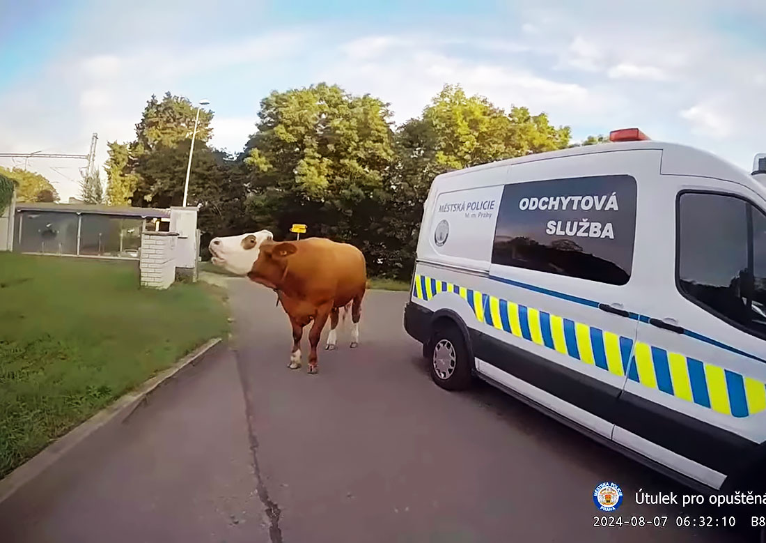 В Праге полицейские гонялись за коровой: видео