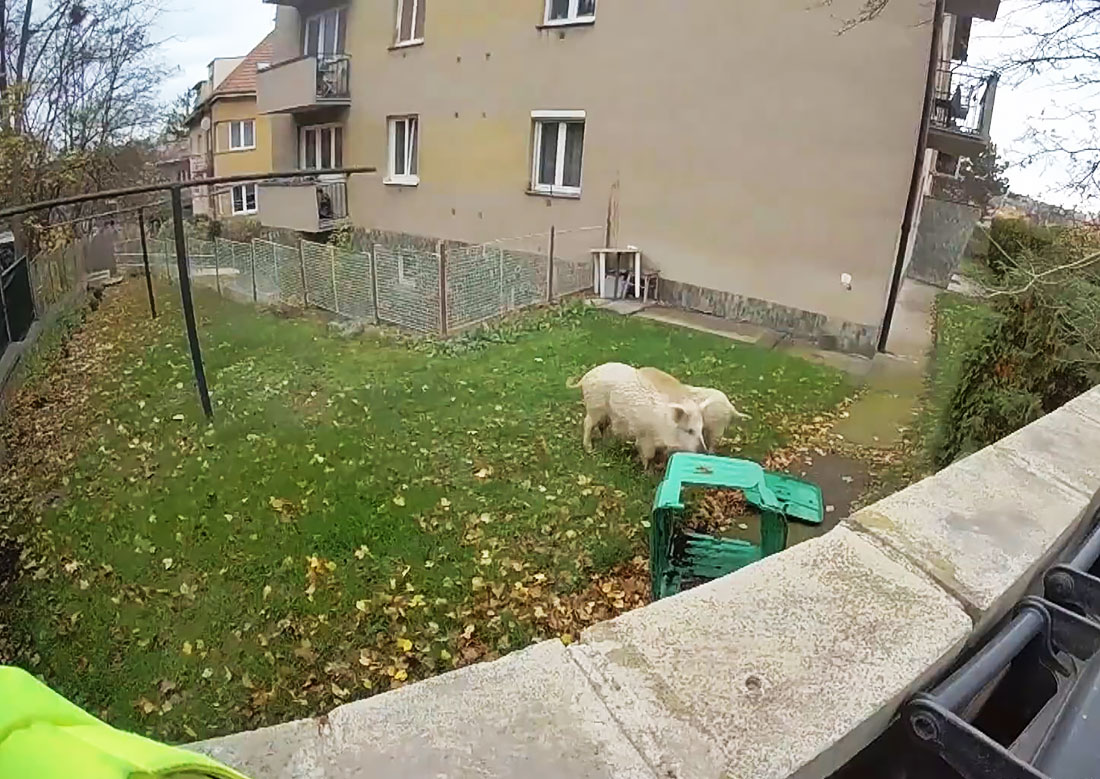 В Праге два кабана подкинули работы полиции и пожарным: видео