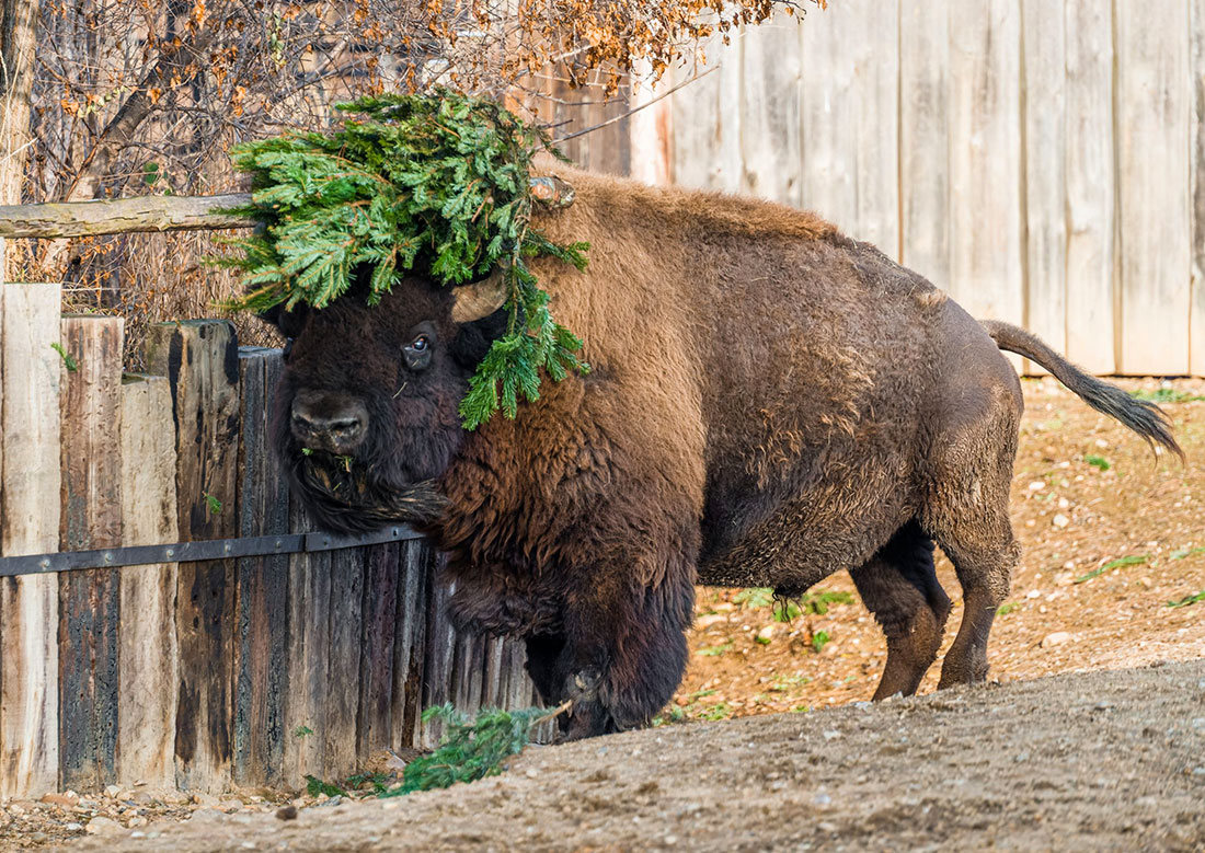 Дети смогут бесплатно посетить Пражский зоопарк в канун Рождества