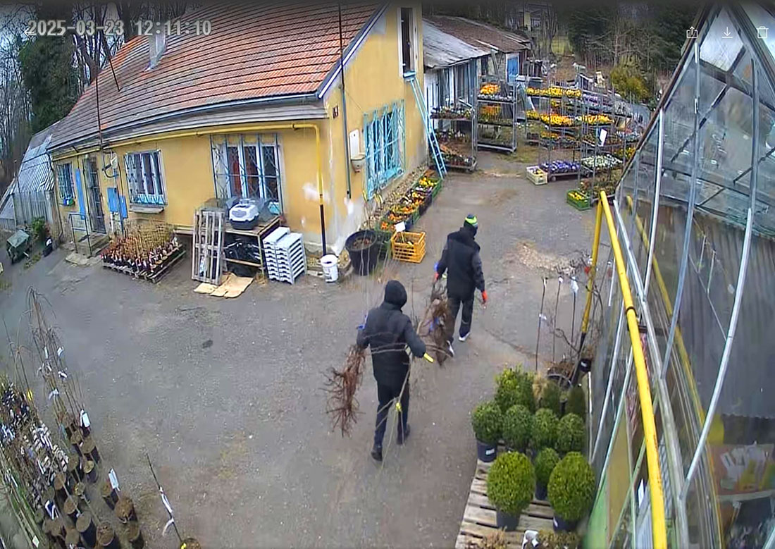 В Чехии неизвестные в масках украли саженцы деревьев: видео