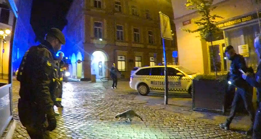 В Чехии енот обставил полицейских и пожарных: видео