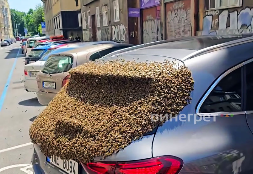  В центре Праги пчелиный рой «припарковался» на автомобиле: видео