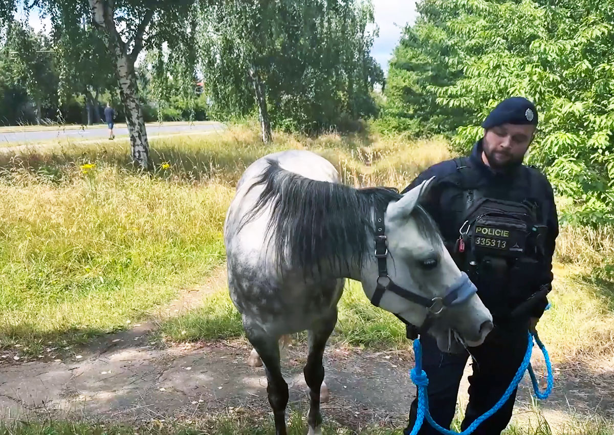 В Праге на остановке автобуса стоял конь: видео