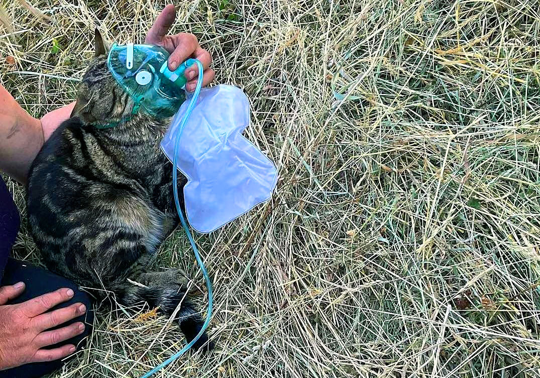 Чешские пожарные спасли кота из горящего дома и дали ему кислород