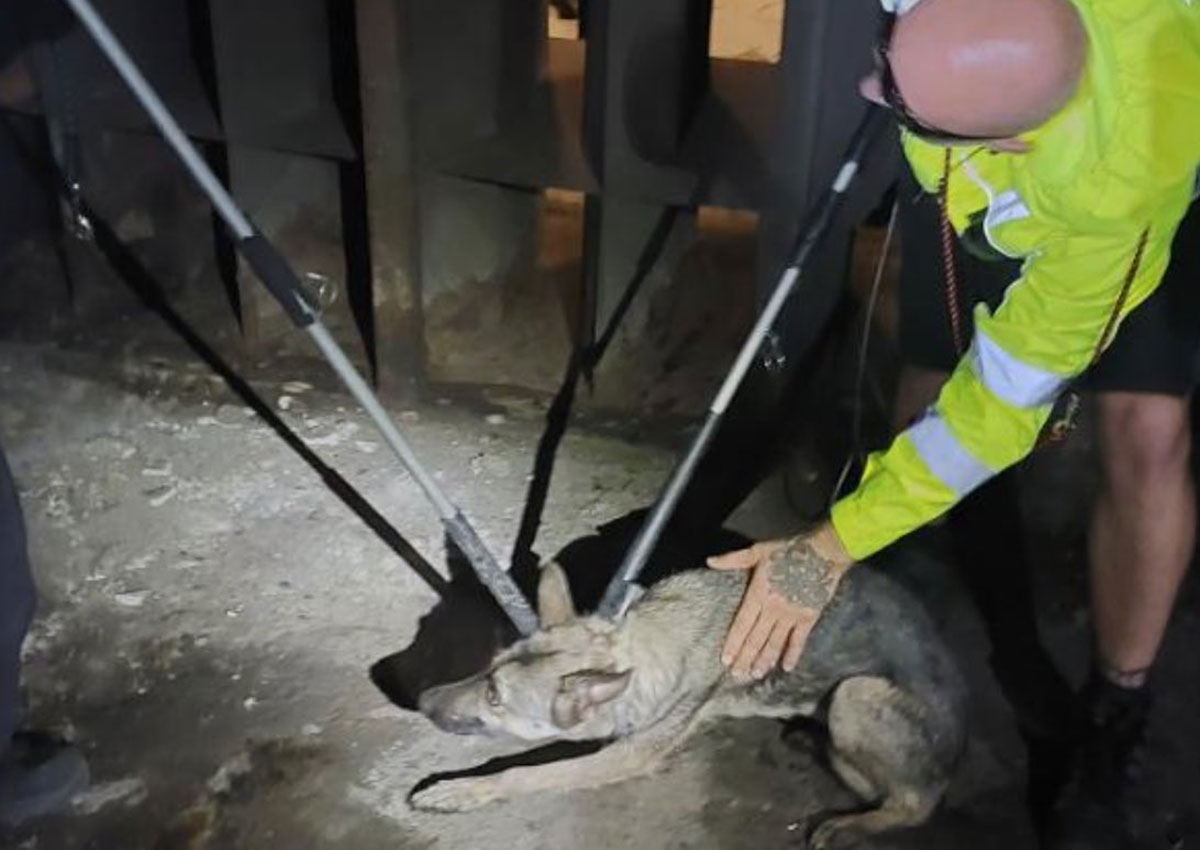 Овчарка устроила догонялки с полицией в тоннеле пражского метро