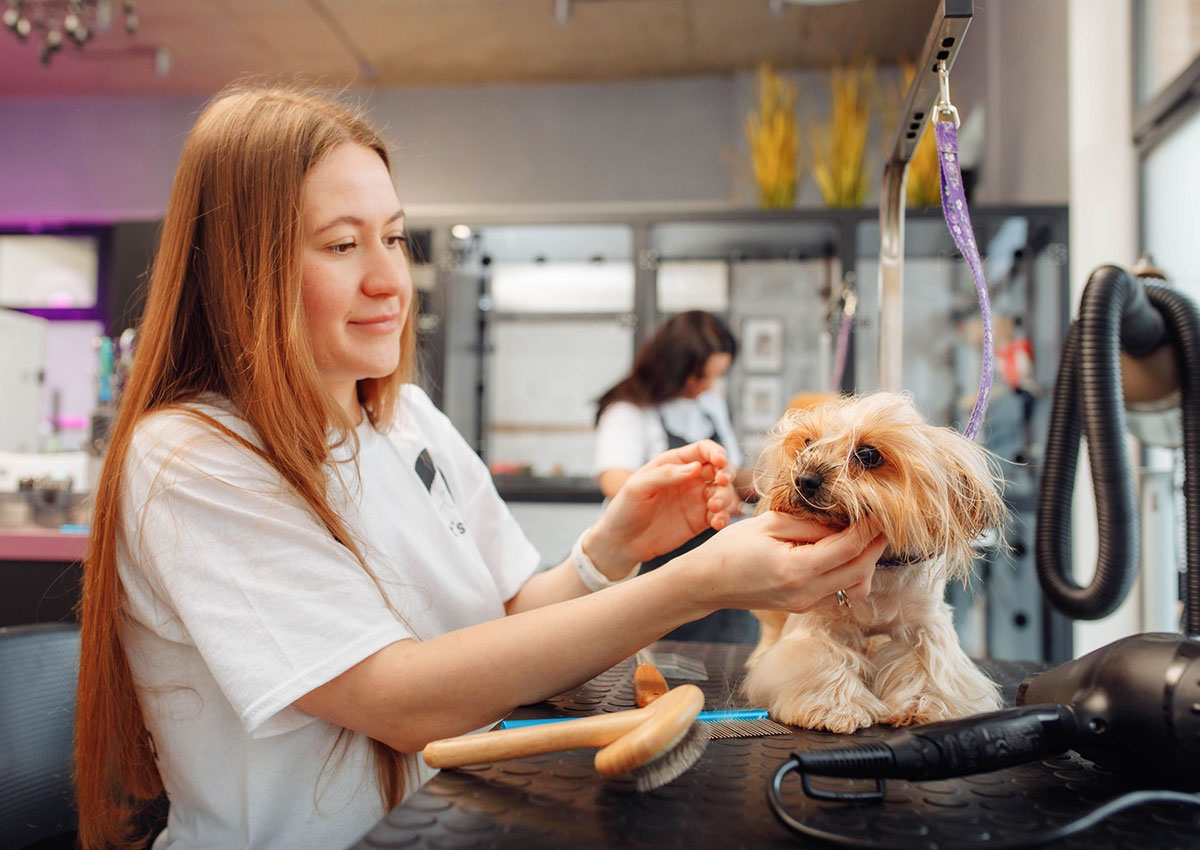 Pets & SPA Grooming Studio – профессиональный груминг и обучение мастеров в Праге
