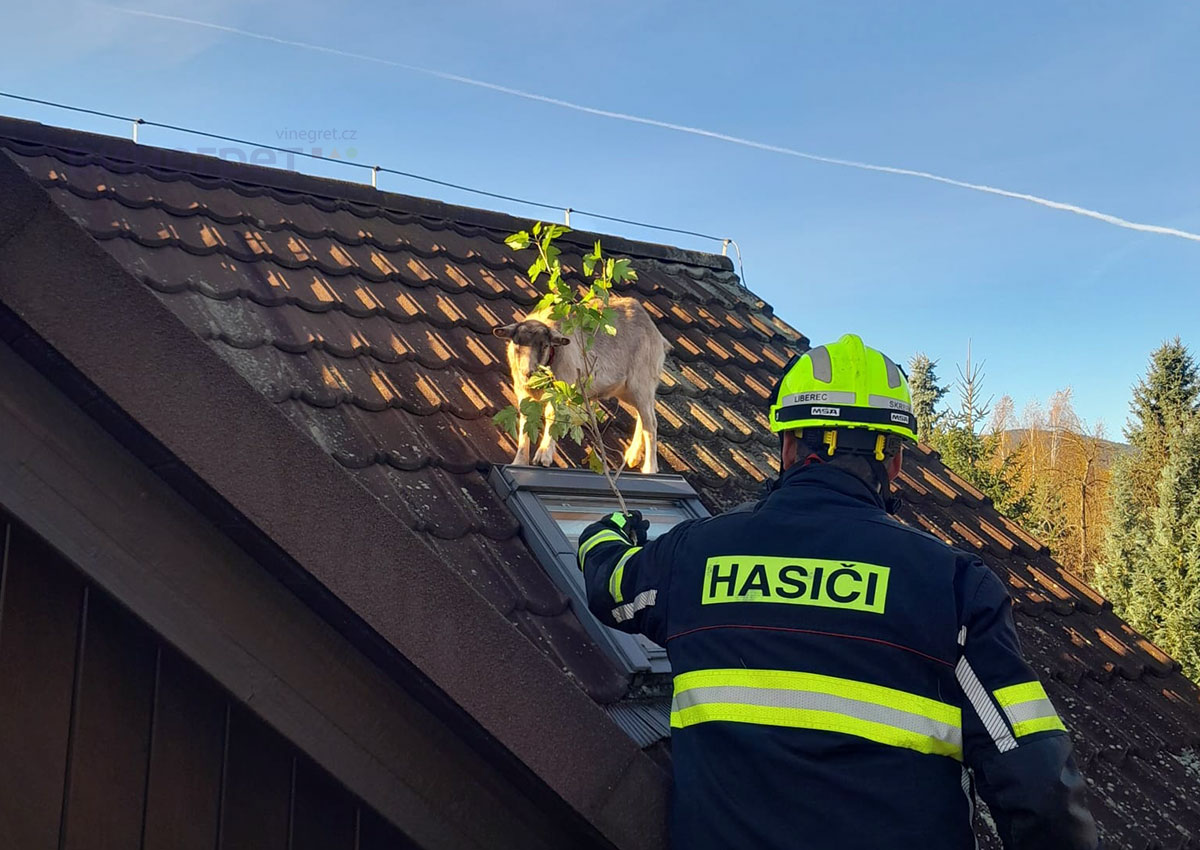 В Чехии коза забралась на крышу частного дома