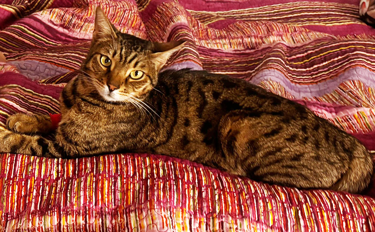 Пропавший в Праге кот Симба нашелся