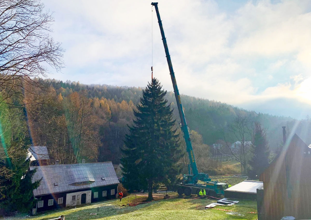 В Чехии срубили главную рождественскую ёлку страны