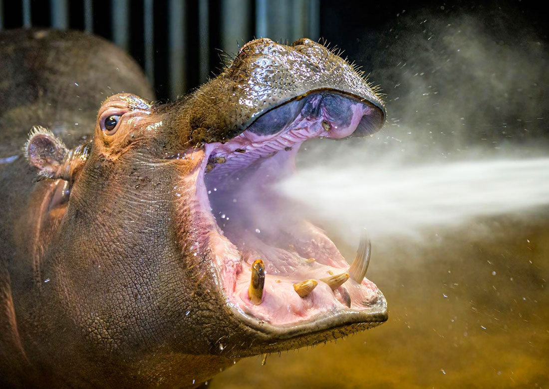 Почистить зубы бегемоту, покормить жирафа: зоопарк Праги запустил аукцион необычных подарков