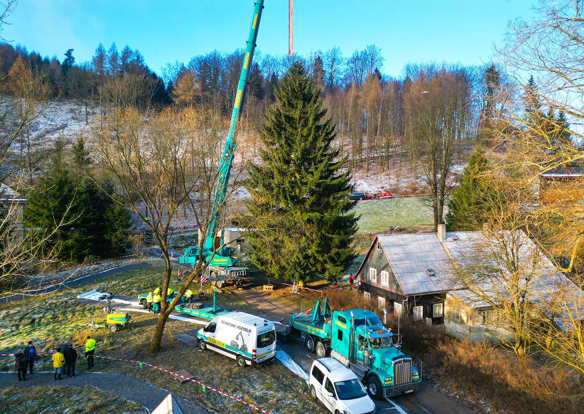 В Чехии срубили главную рождественскую ёлку страны