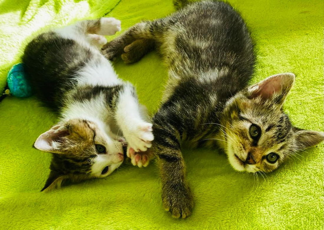 В субботу в Праге пройдет выставка бездомных кошек