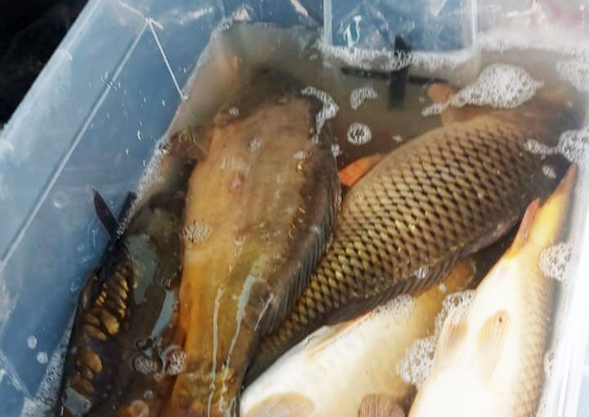 В Чехии иностранцы попались на незаконной рыбалке