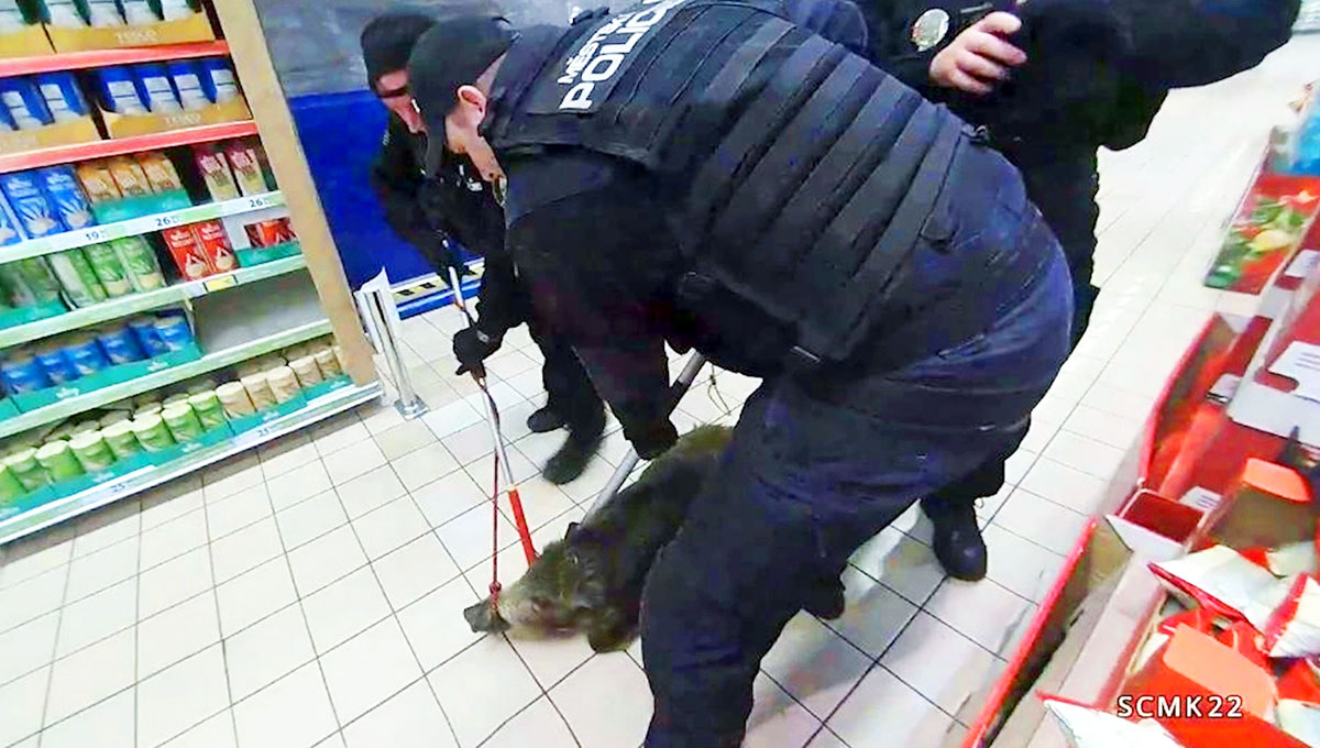Чешская полиция показала видео задержания кабана в супермаркете