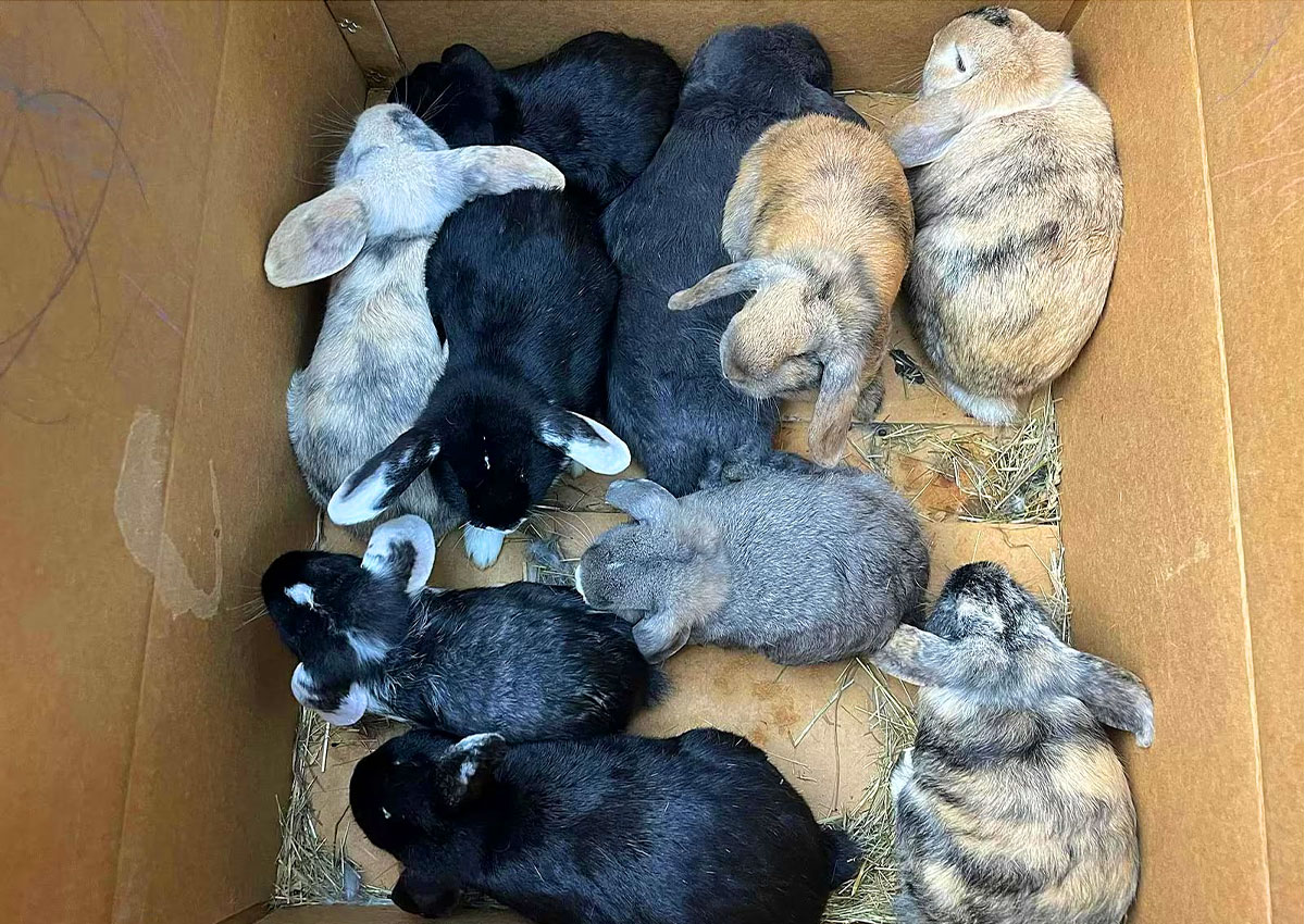 В Чехии неизвестный бросил в лесу коробку с живыми крольчатами