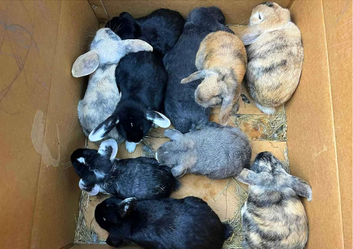 В Чехии неизвестный бросил в лесу коробку с живыми крольчатами