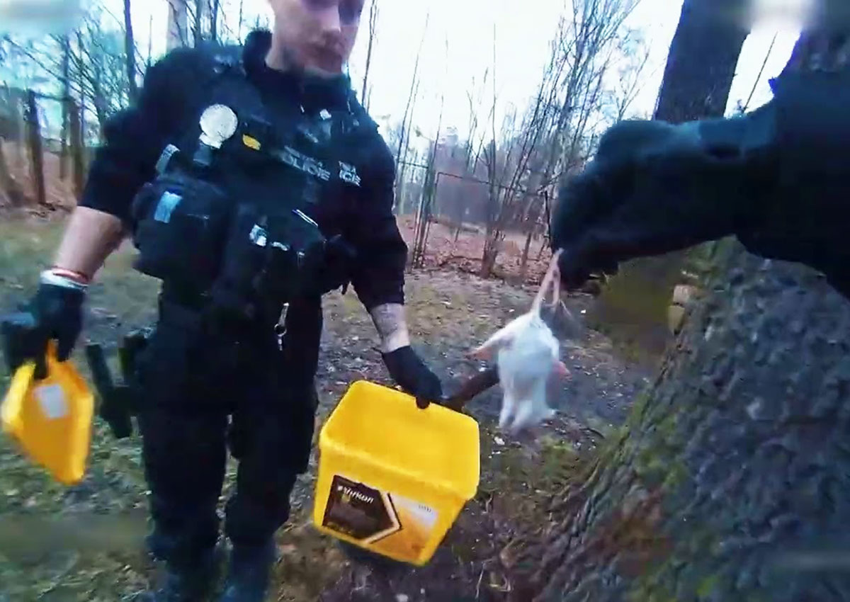 В Чехии женщина вызвала полицию из-за мышей