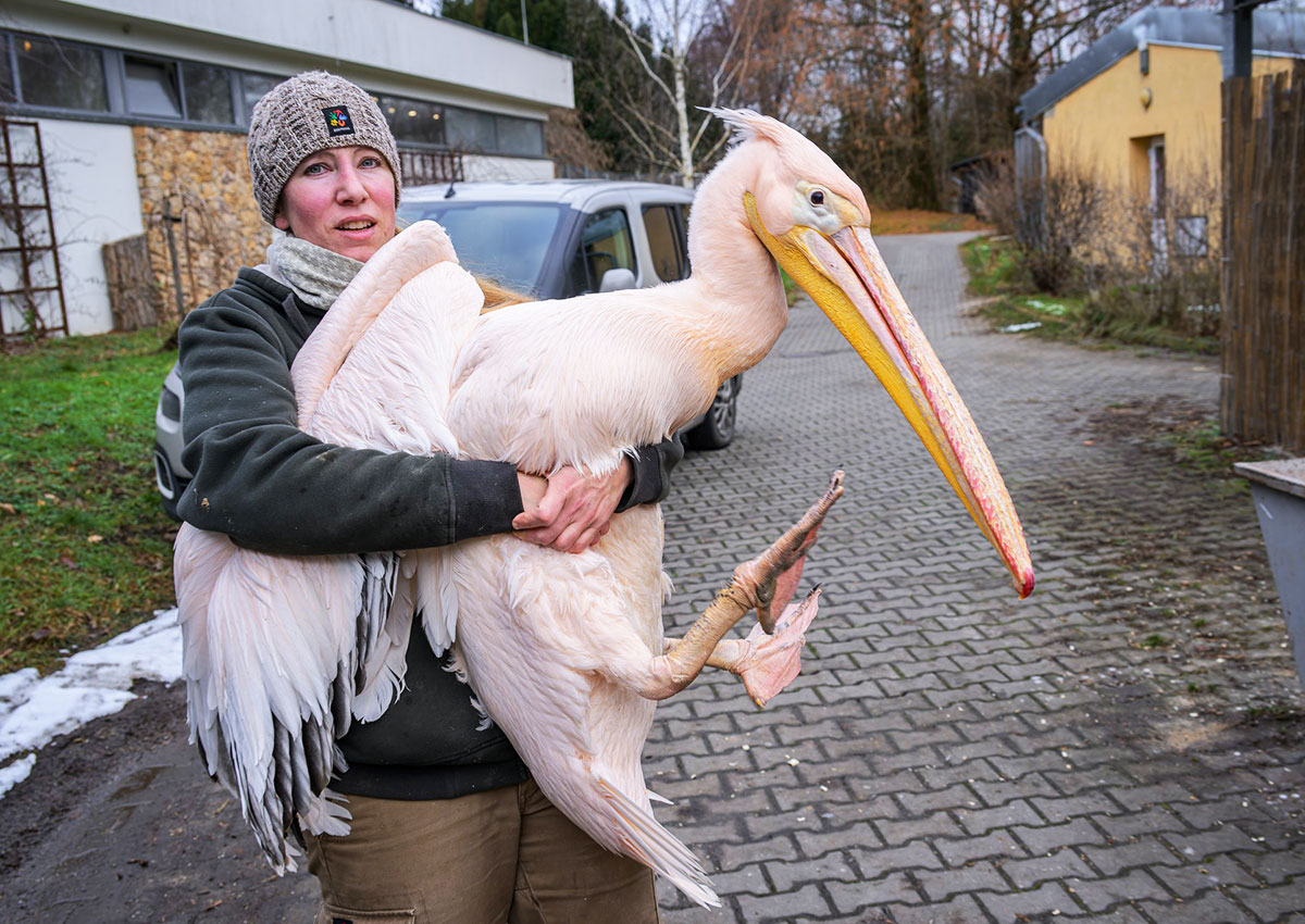 В Пражском зоопарке ловили пеликанов: фото