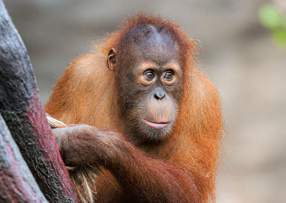 Трагедия в Пражском зоопарке: утонул молодой орангутан Кави