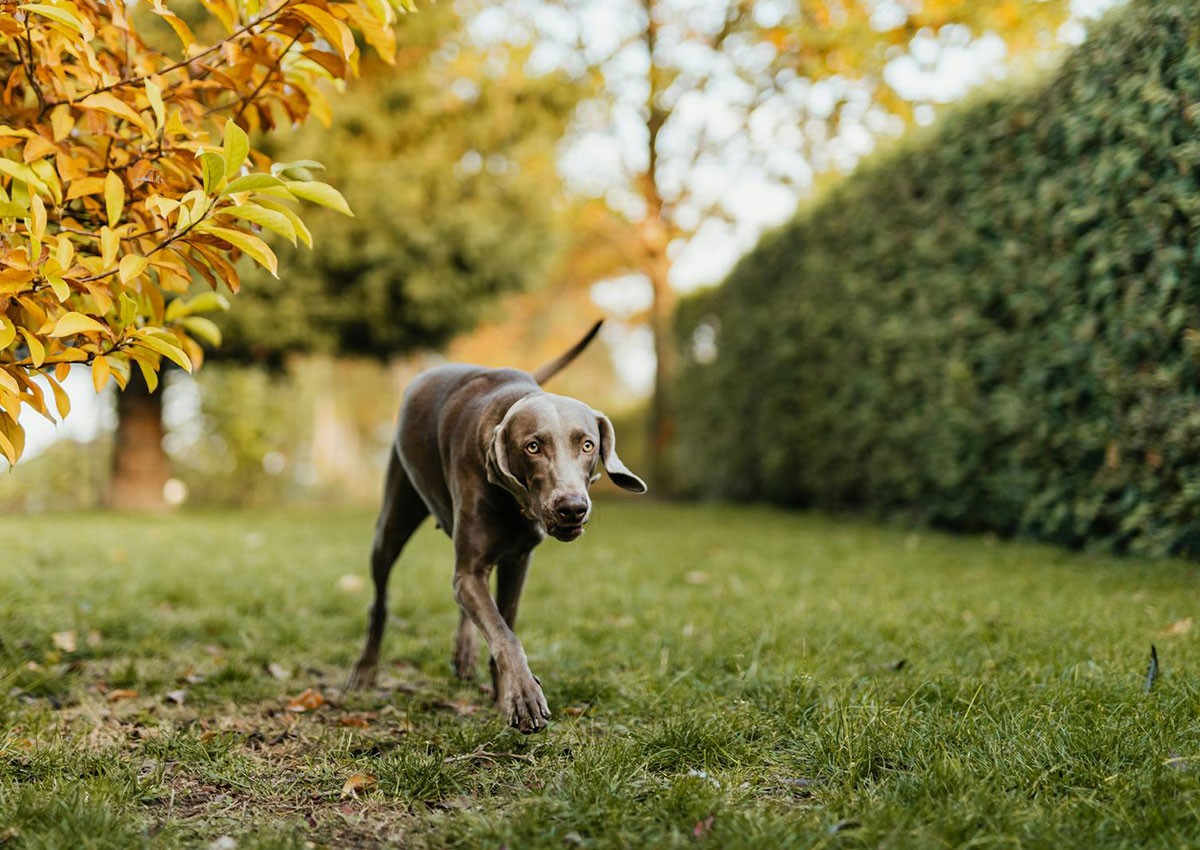 В Чехии соседская собака покусала за лицо 6-летнего мальчика. Никто наказан не будет