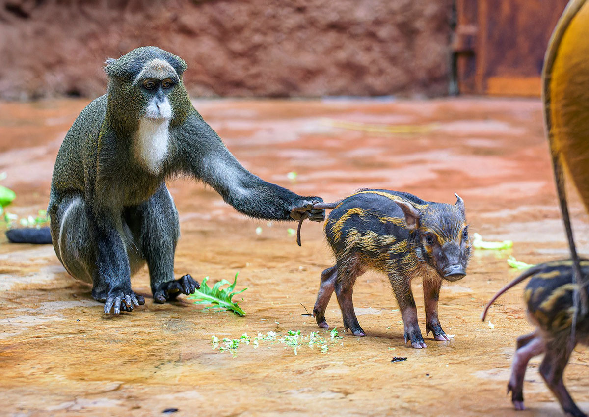 Пражский зоопарк объявил праздничную акцию: вход за 100 крон для всех