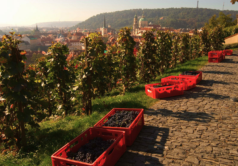 Svyatovatslavskij vinogradnik vinobrani