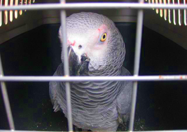 Говорящий попугай «терроризировал» посетителей кладбища в Чехии