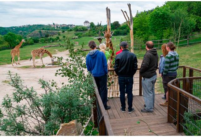 В Пражском зоопарке открывается площадка для кормления жирафов с руки