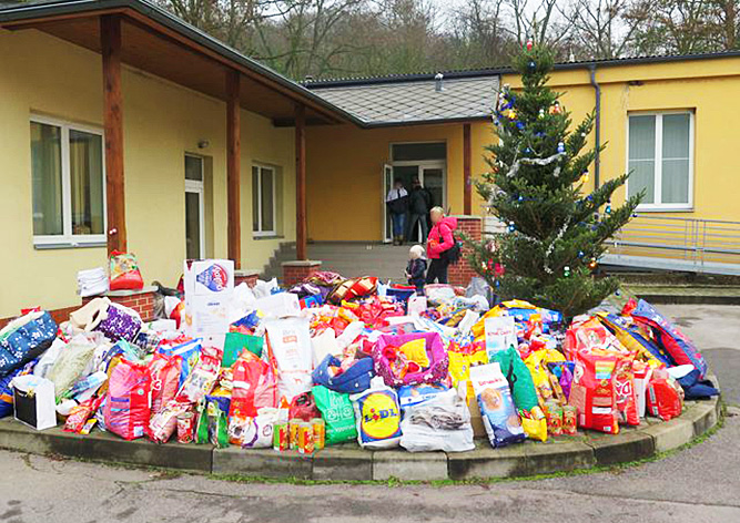 Бездомных собак в Рождество навестили 10 тыс. пражан
