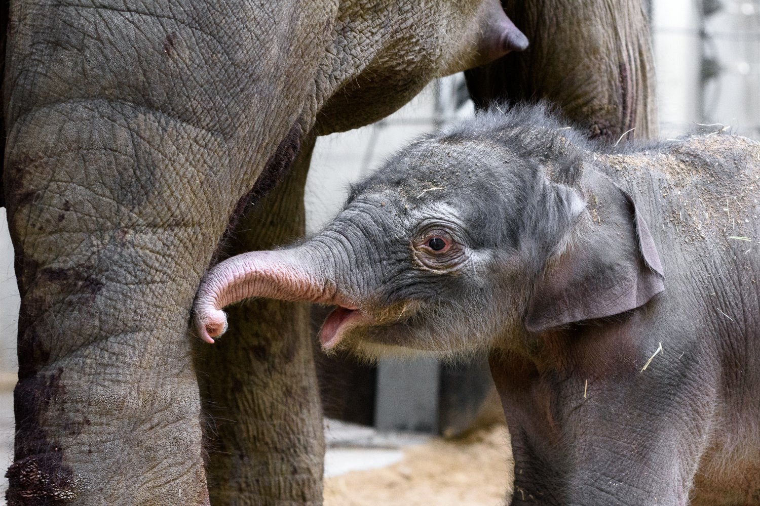 Рождение слоника. Слоненок. Слон с детенышем.