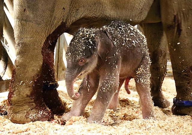 В Пражском зоопарке впервые родился слоненок