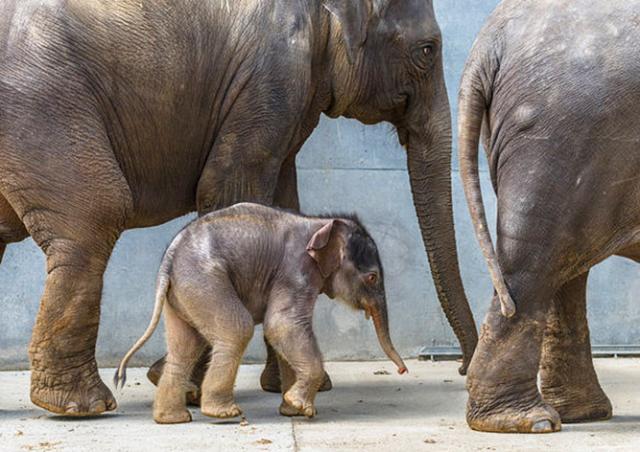 Пражский зоопарк объявил конкурс на лучшее имя для слоненка