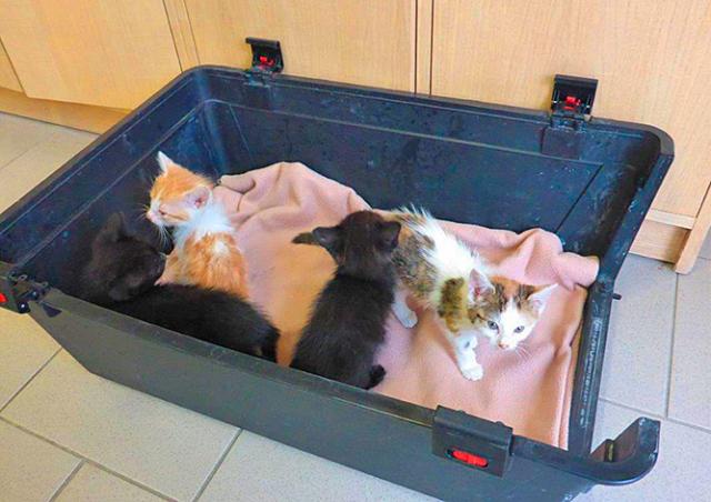 Пражанин обнаружил в мусорном контейнере два пакета с котятами
