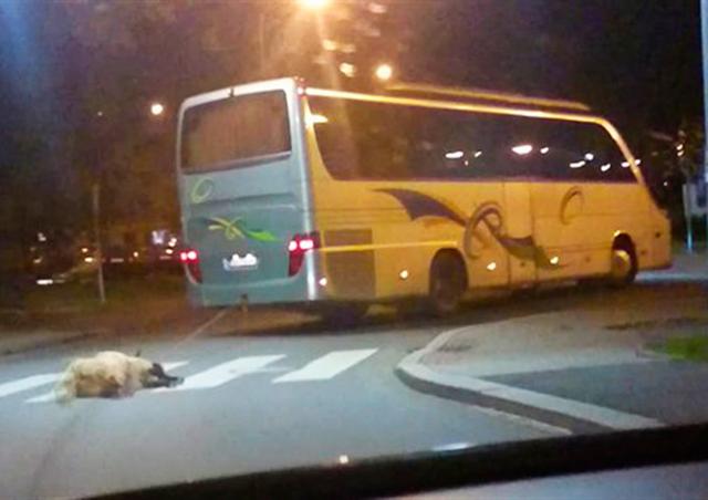 В Чехии автобус волочил за собой овцу