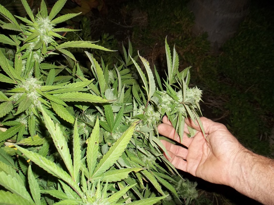 Сосед выращивает марихуану даркнет darknet 1 сезон hyrda