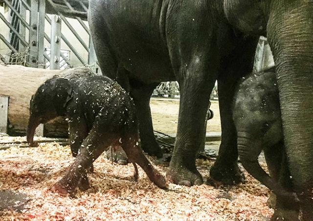 В Пражском зоопарке родился третий слоненок