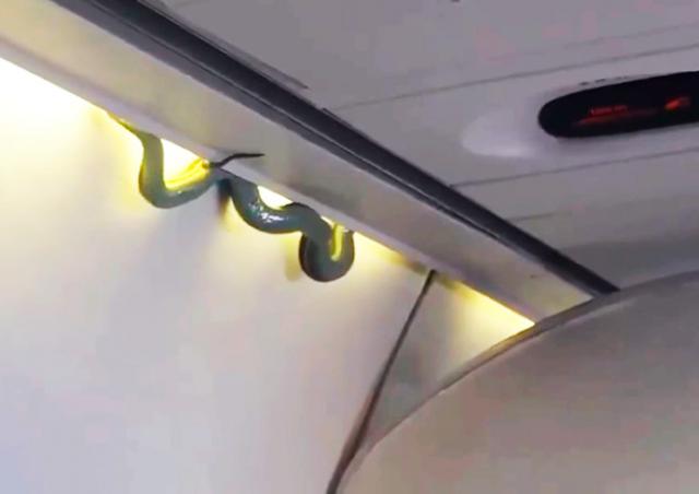 Видео: пассажиры обнаружили змею на борту самолета