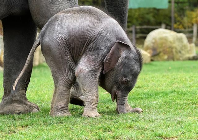 Пражский зоопарк объявил голосование на лучшее имя для слоненка