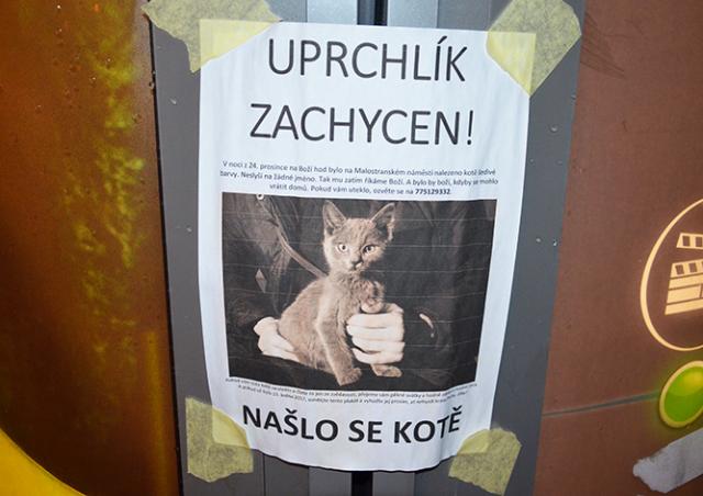 По Праге расклеили оригинальные объявления о найденном котенке