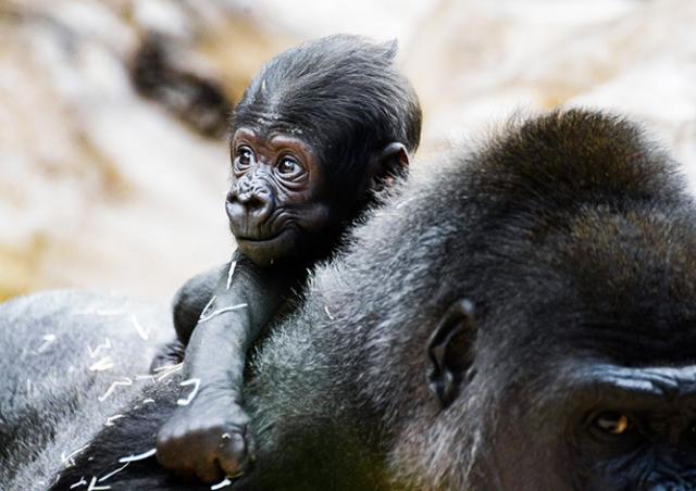 Пражский зоопарк объявил о самой высокой в истории посещаемости