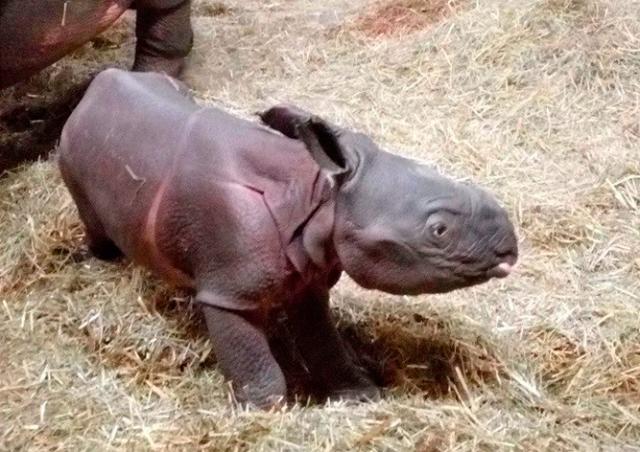 В чешском зоопарке родился редкий носорог