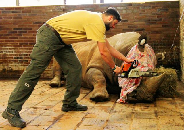 Видео: носорогу в чешском зоопарке спилили рог